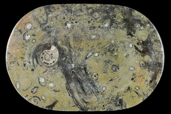 Fossil Orthoceras & Goniatite Oval Plate - Stoneware #140236